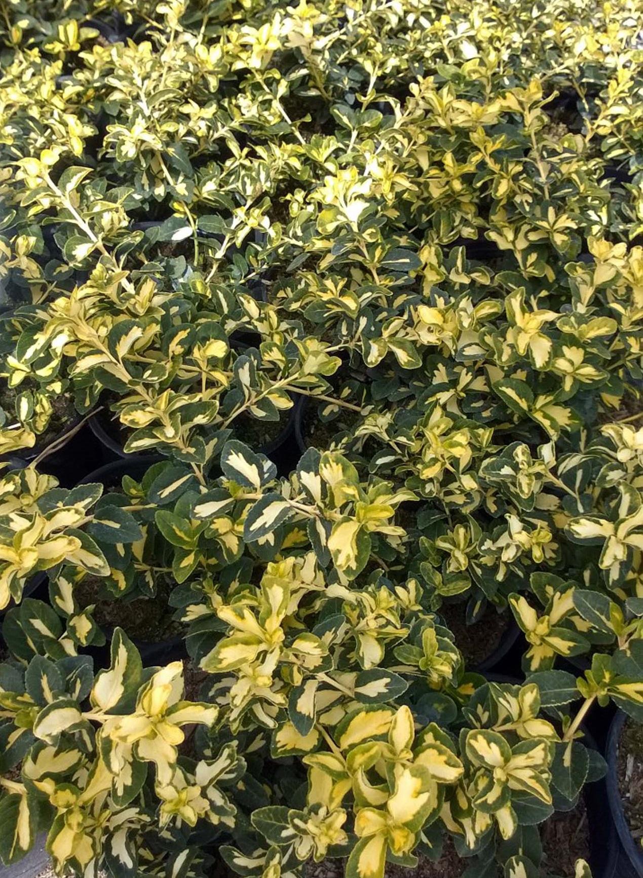 Euonymus Japonicus 'aureovariegatus' - View 22 from www redcrocus com