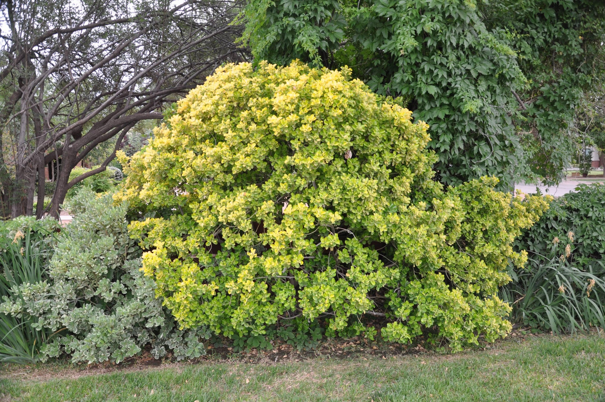 Euonymus Japonicus 'aureovariegatus' - View 23 from www redcrocus com
