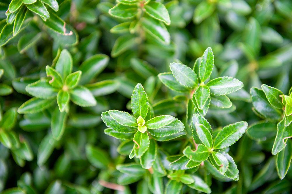 Euonymus Japonicus 'aureovariegatus' - View 25 from www redcrocus com