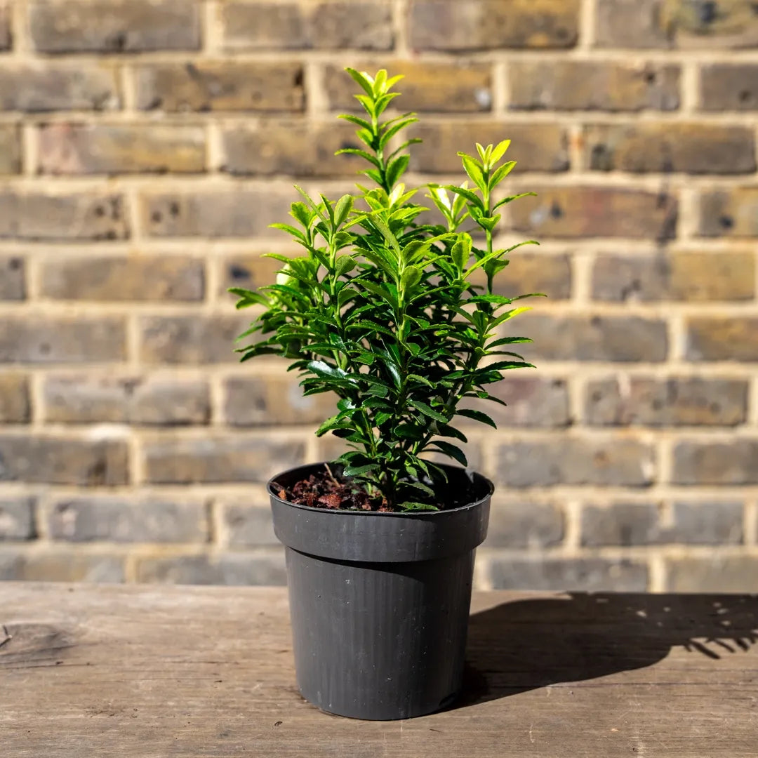Euonymus Japonicus 'aureovariegatus' - View 26 from www redcrocus com
