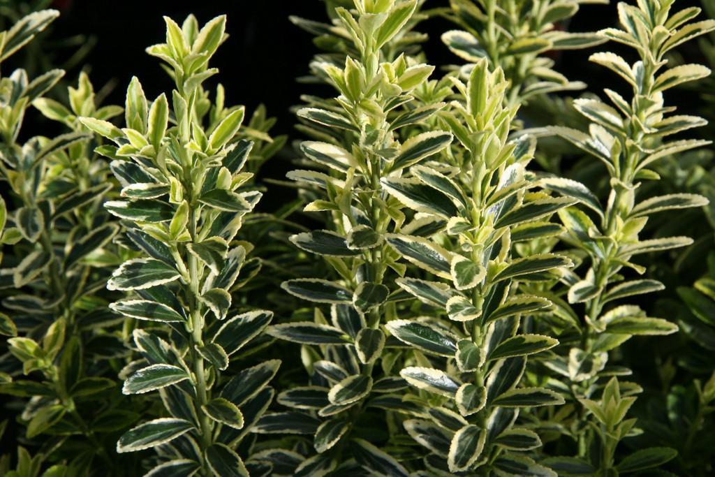 Euonymus Japonicus 'aureovariegatus' - View 28 from www redcrocus com