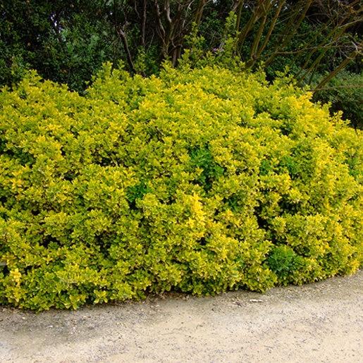 Euonymus Japonicus 'aureovariegatus' - View 2 from www redcrocus com