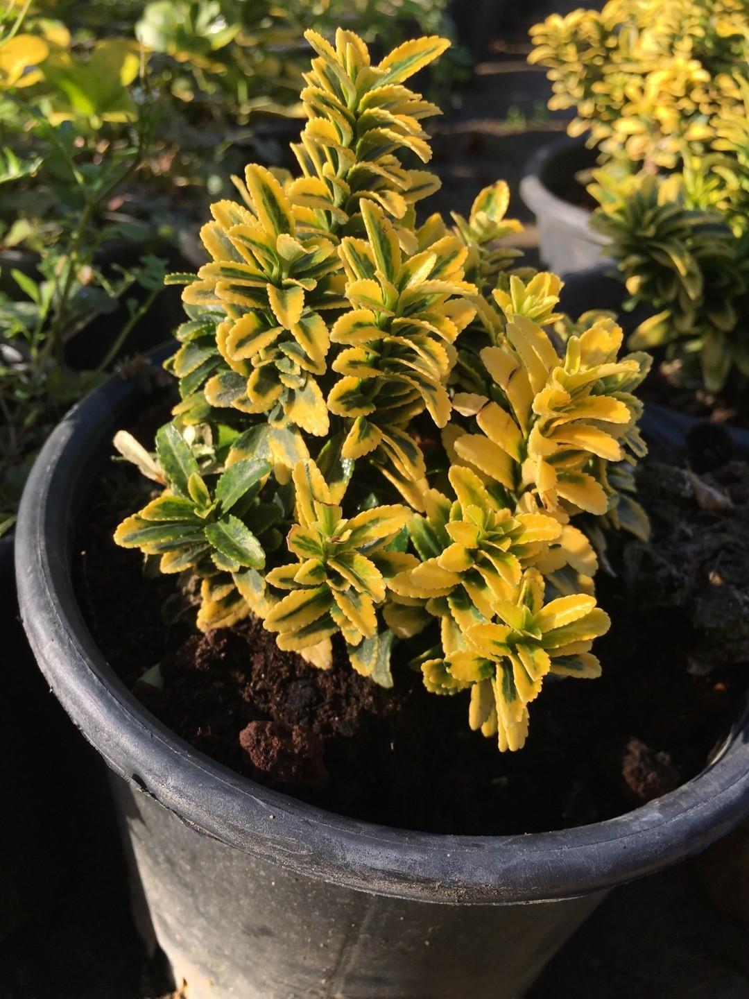 Euonymus Japonicus 'aureovariegatus' - View 30 from www redcrocus com