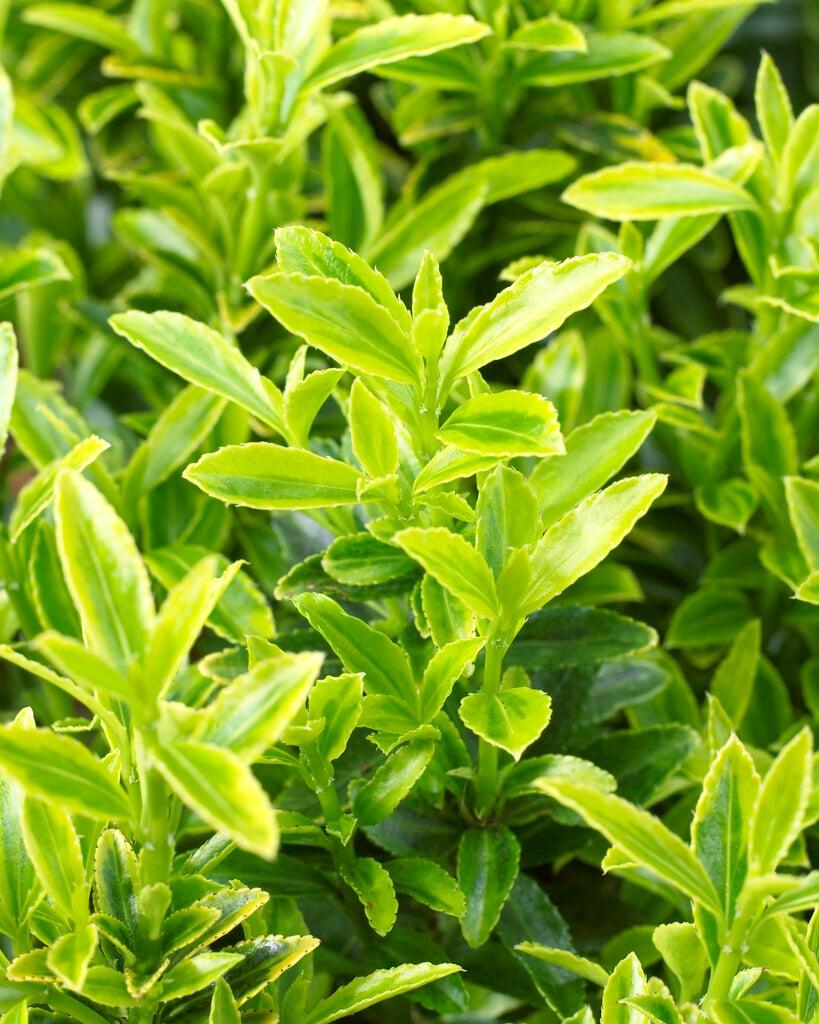 Euonymus Japonicus 'aureovariegatus' - View 33 from www redcrocus com