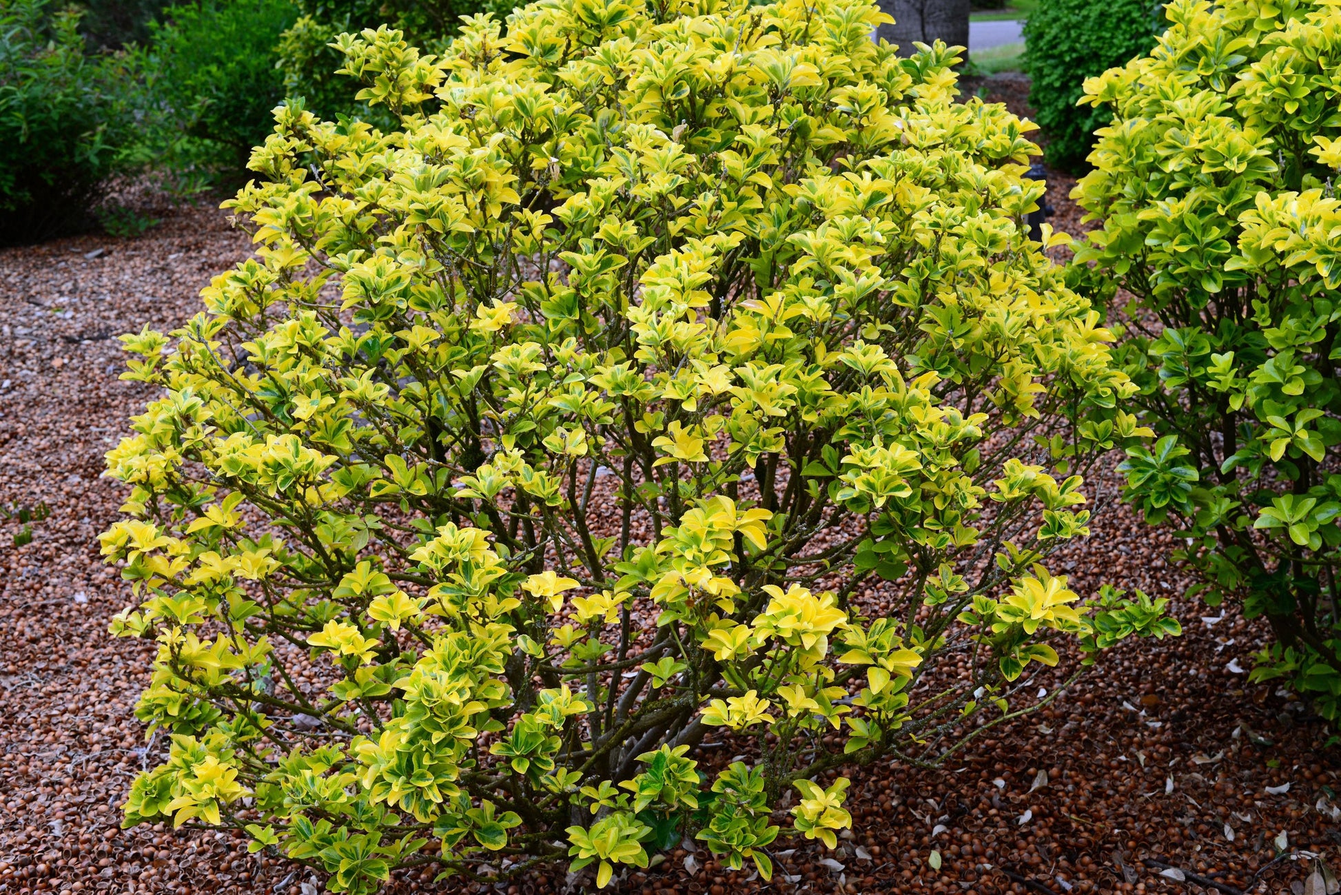 Euonymus Japonicus 'aureovariegatus' - View 34 from www redcrocus com
