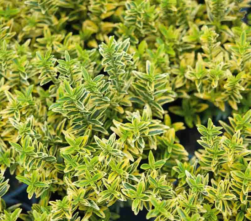 Euonymus Japonicus 'aureovariegatus' - View 3 from www redcrocus com