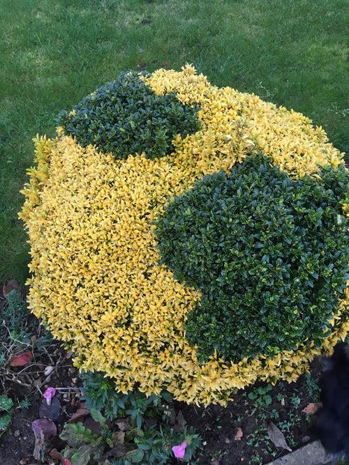 Euonymus Japonicus 'aureovariegatus' - View 4 from www redcrocus com