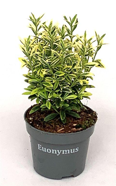 Euonymus Japonicus 'aureovariegatus' - View 5 from www redcrocus com