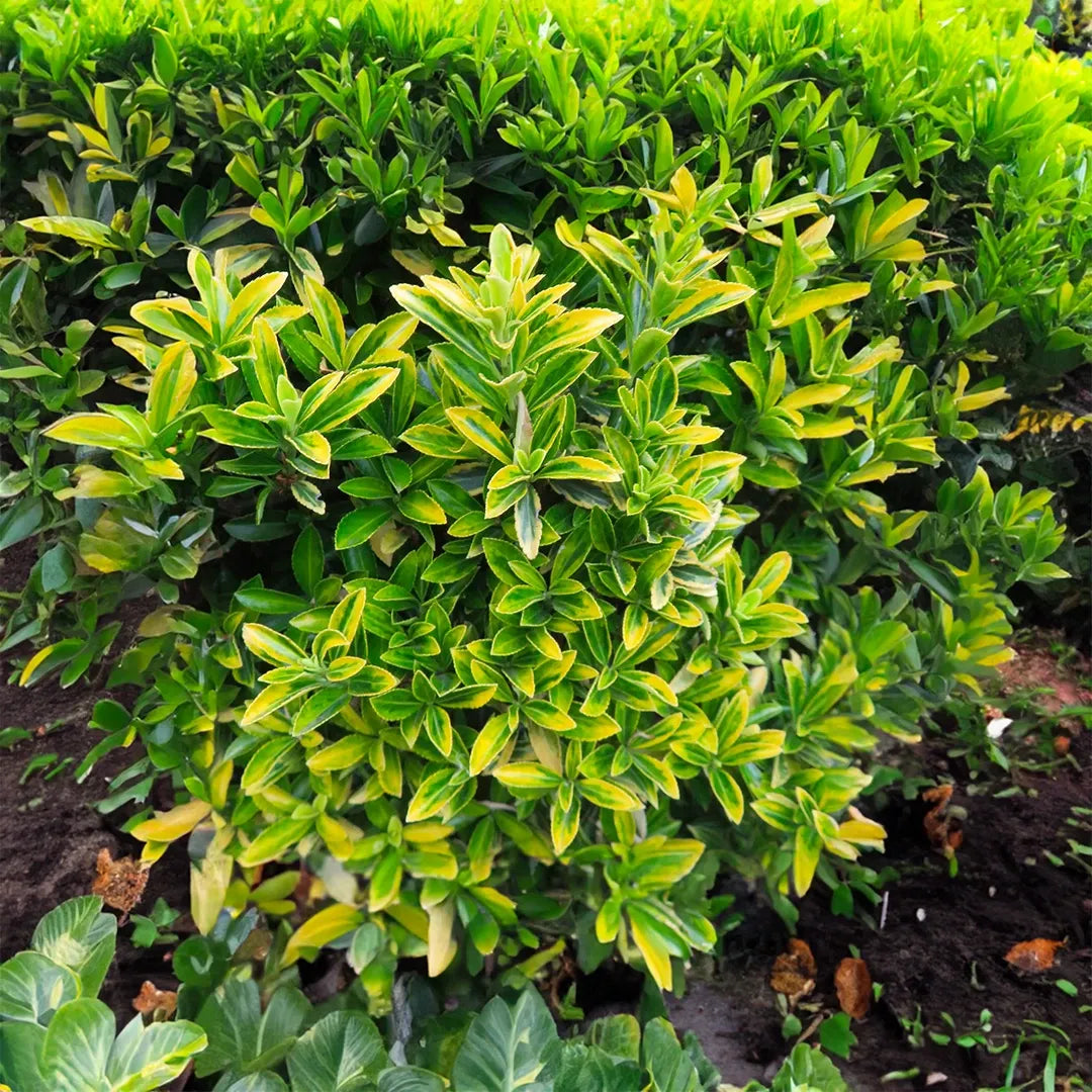 Euonymus Japonicus 'aureovariegatus' - View 7 from www redcrocus com