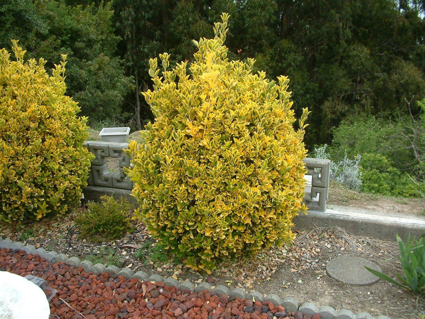 Euonymus Japonicus 'aureovariegatus' - View 9 from www redcrocus com