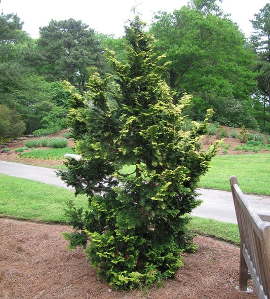 Chamaecyparis Obtusa Confucius - View 10 from www redcrocus com