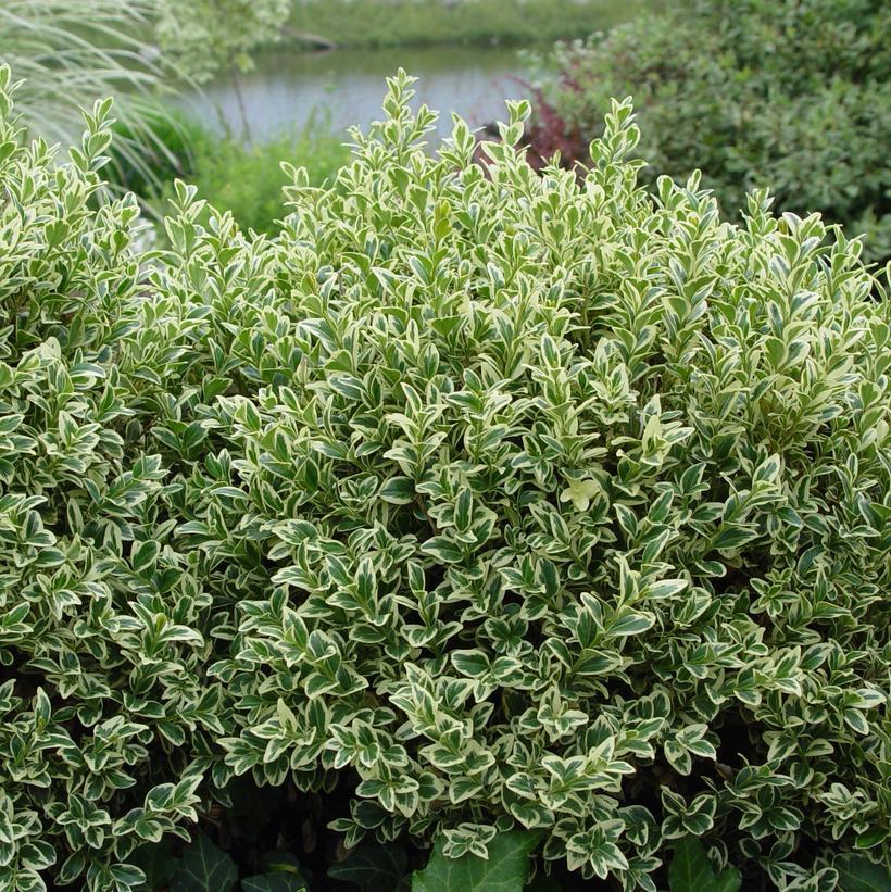 Buxus Sempervirens Variegata - View 10 from www redcrocus com