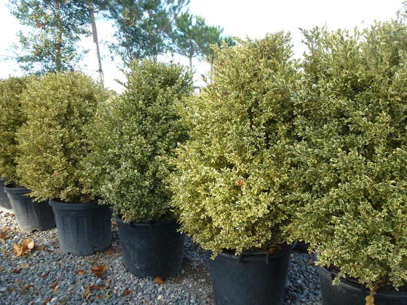 Buxus Sempervirens Variegata - View 13 from www redcrocus com