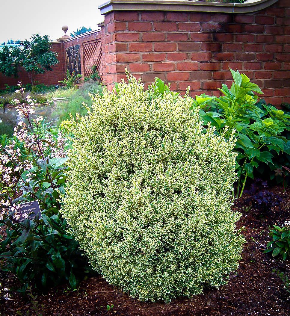 Buxus Sempervirens Variegata - View 19 from www redcrocus com
