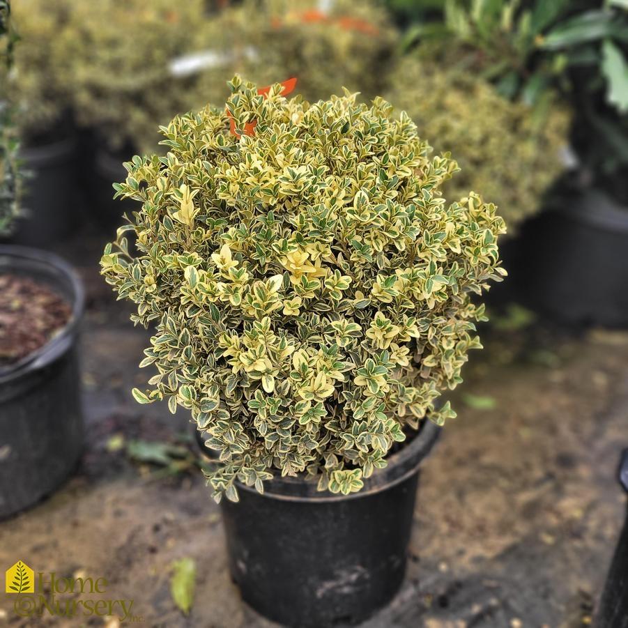Buxus Sempervirens Variegata - View 5 from www redcrocus com
