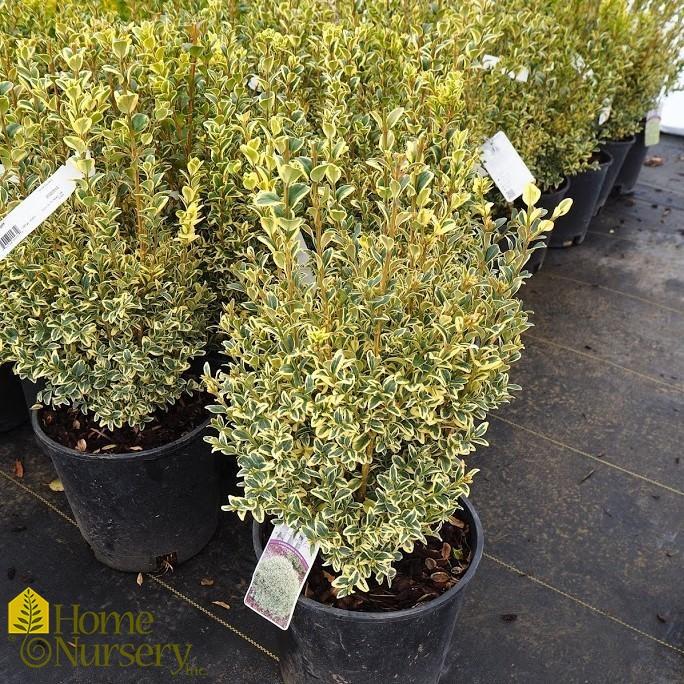 Buxus Sempervirens Variegata - View 8 from www redcrocus com