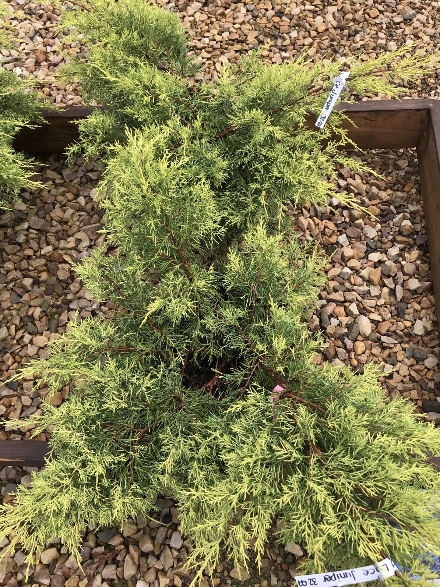 Juniperus Chinensis Pfitzeriana Gold Lace - View 17 from www redcrocus com