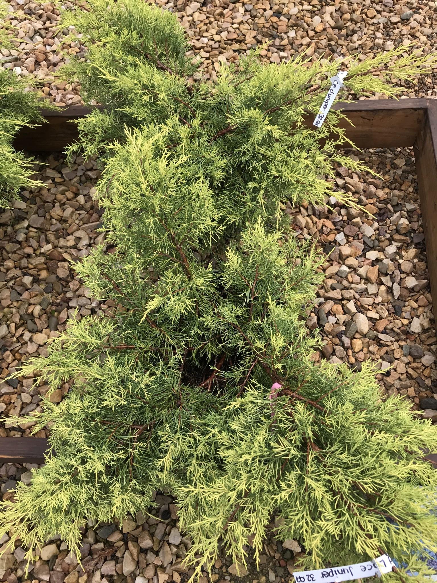 Juniperus Chinensis Pfitzeriana Gold Lace - View 17 from www redcrocus com
