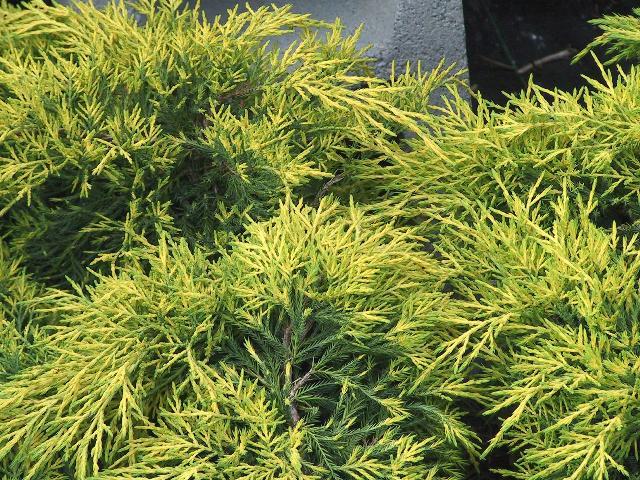 Juniperus Chinensis Pfitzeriana Gold Lace - View 19 from www redcrocus com