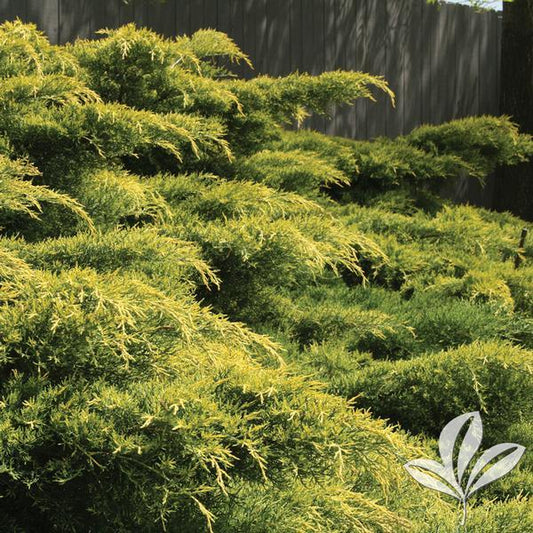 Juniperus Chinensis Pfitzeriana Gold Lace - View 1 from www redcrocus com