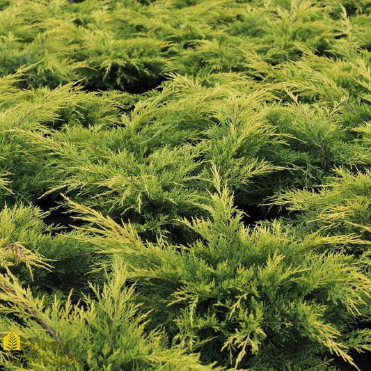 Juniperus Chinensis Pfitzeriana Gold Lace - View 1 from www redcrocus com