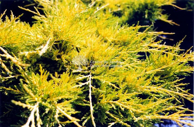 Juniperus Chinensis Pfitzeriana Gold Lace - View 6 from www redcrocus com
