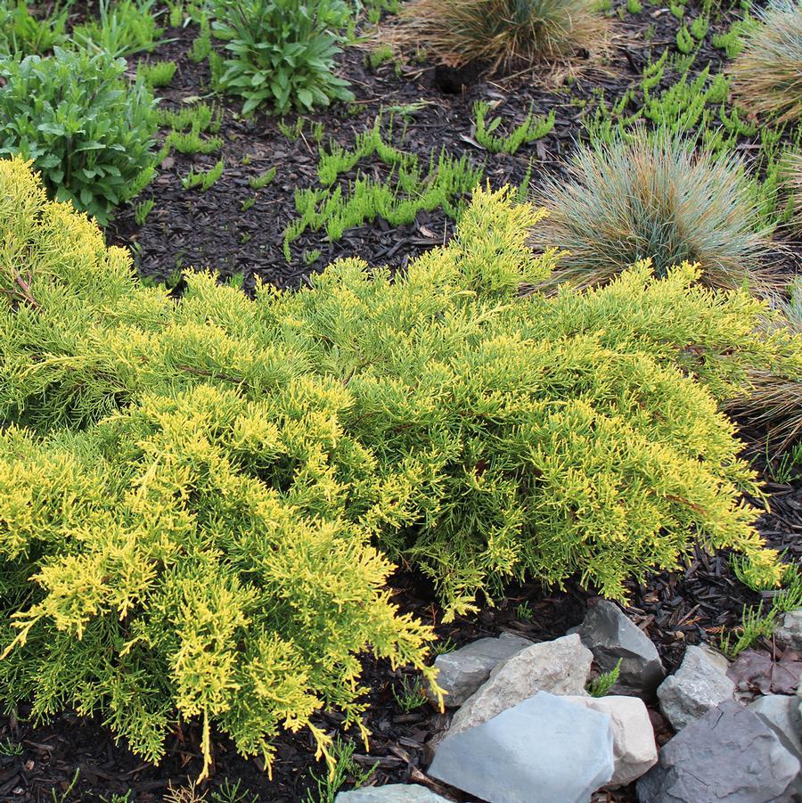 Juniperus Chinensis Pfitzeriana Gold Lace - View 7 from www redcrocus com