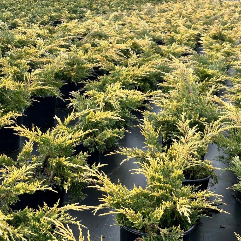Juniperus Chinensis Pfitzeriana Gold Lace - View 8 from www redcrocus com