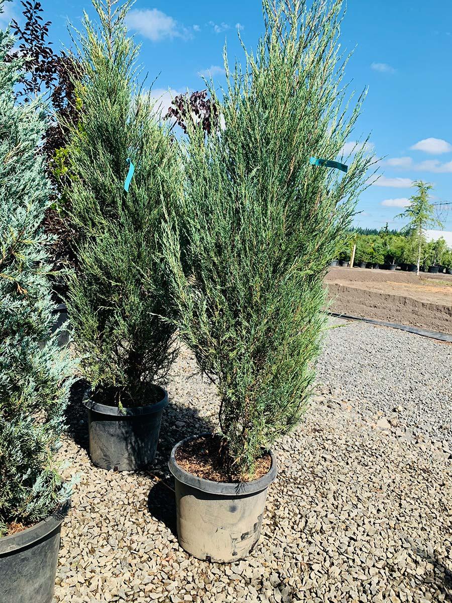 Juniperus Scopulorum Skyrocket - View 16 from www redcrocus com