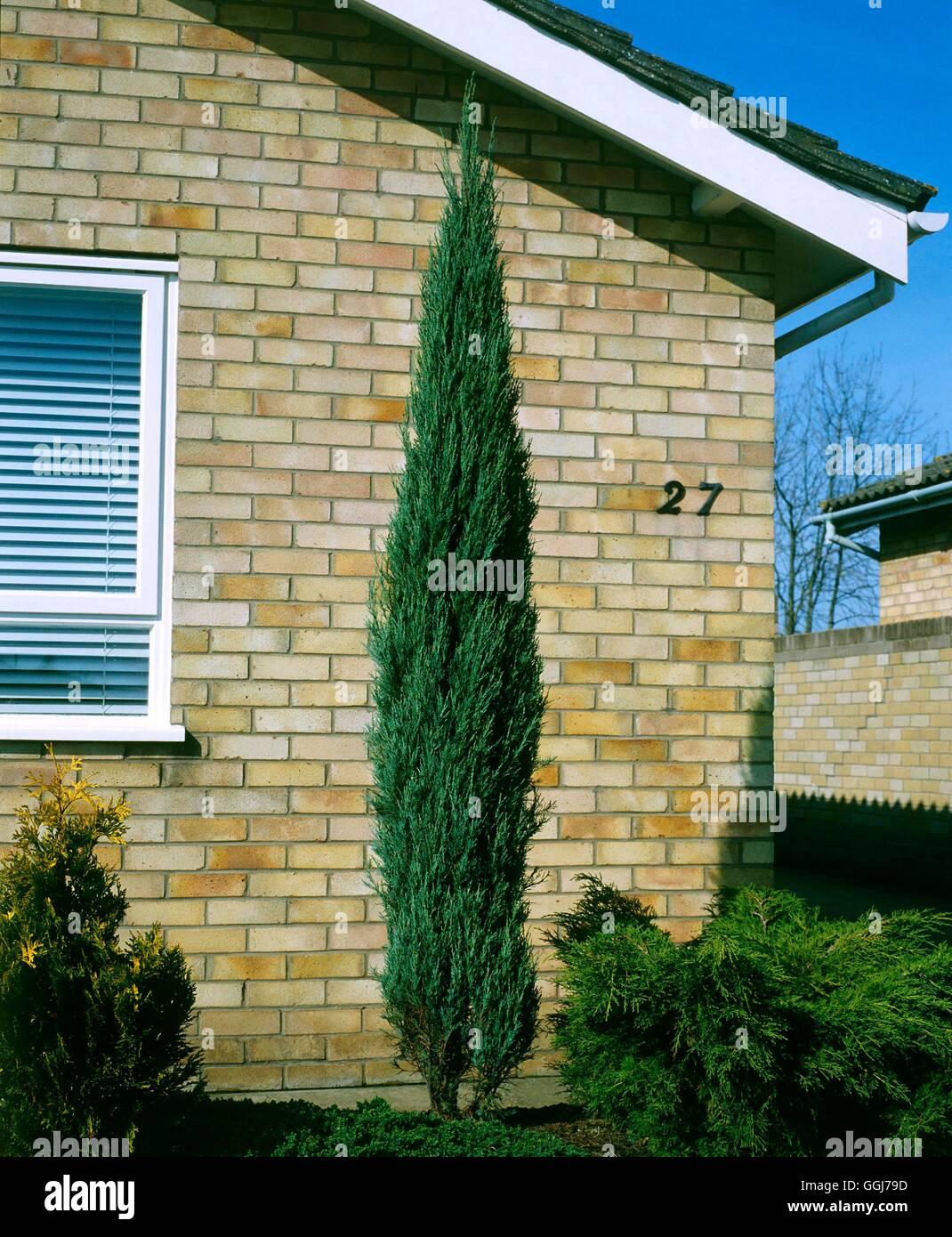 Juniperus Scopulorum Skyrocket - View 18 from www redcrocus com