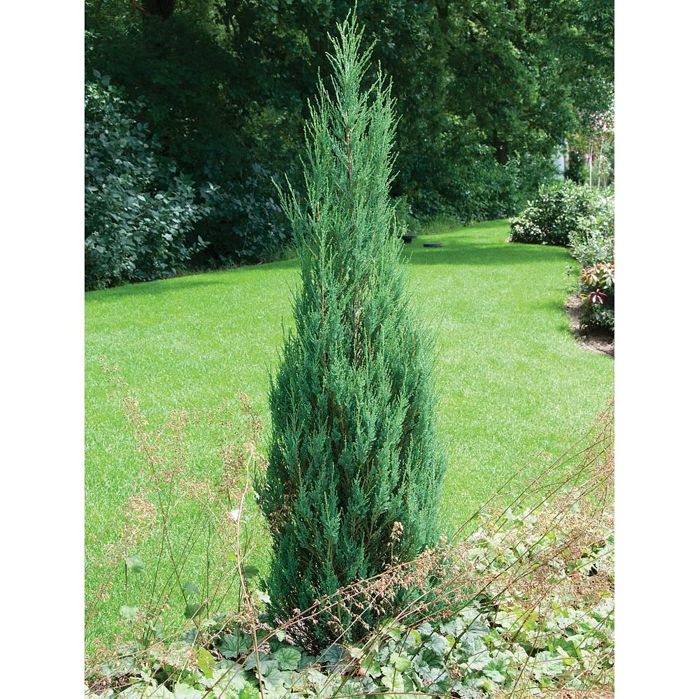 Juniperus Scopulorum Skyrocket - View 19 from www redcrocus com