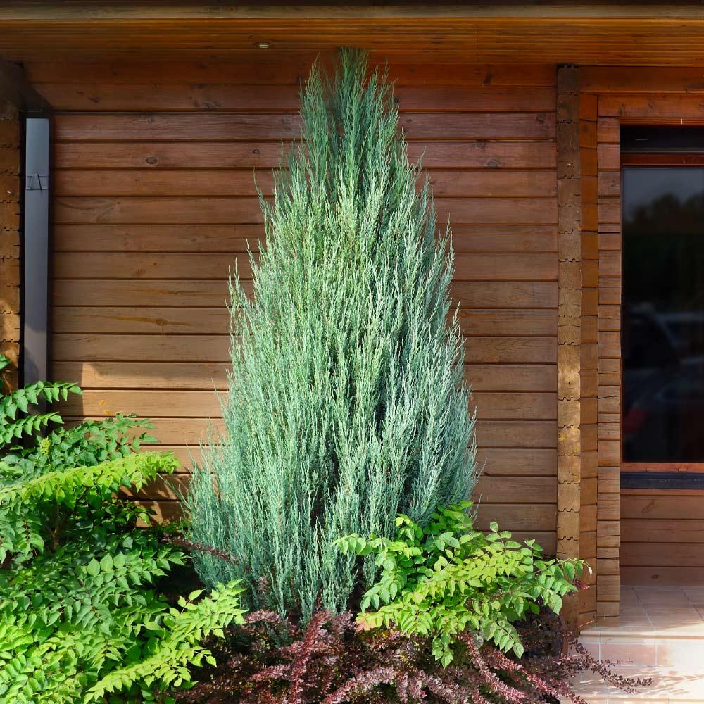 Juniperus Scopulorum Skyrocket - View 20 from www redcrocus com