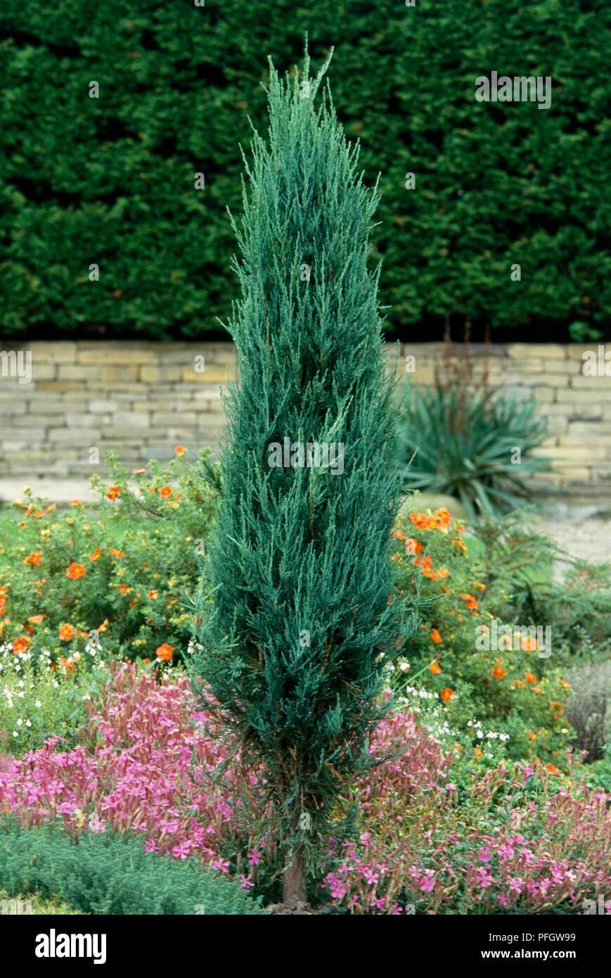 Juniperus Scopulorum Skyrocket - View 5 from www redcrocus com
