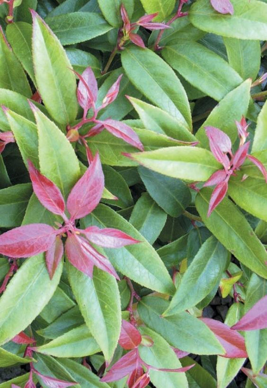 Leucothoe Fontanesiana Scarletta - View 1 from www redcrocus com