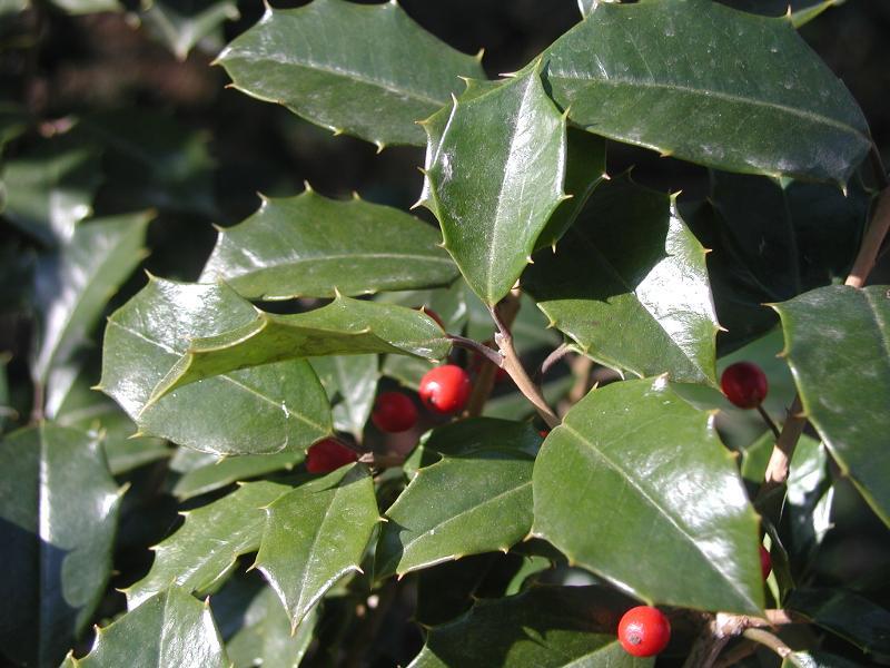 Ilex Opaca Jersey Princess - View 14 from www redcrocus com