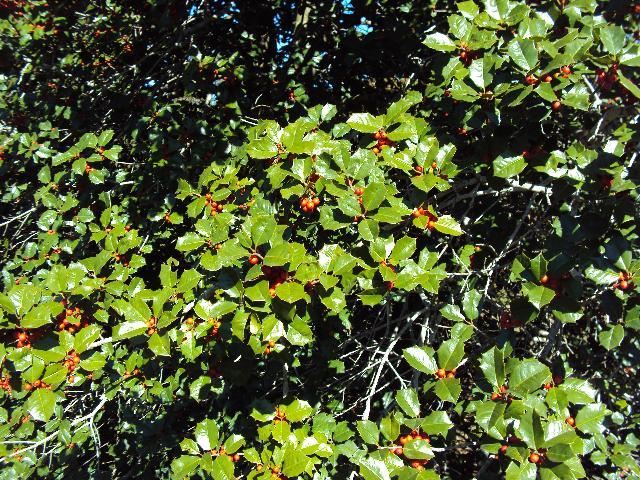 Ilex Opaca Jersey Princess - View 15 from www redcrocus com