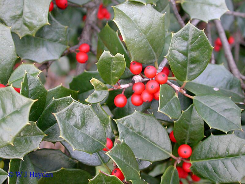 Ilex Opaca Jersey Princess - View 16 from www redcrocus com