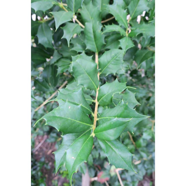 Ilex Opaca Jersey Princess - View 17 from www redcrocus com