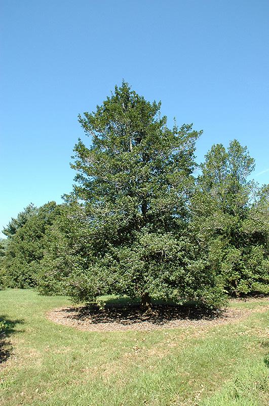 Ilex Opaca Jersey Princess - View 1 from www redcrocus com