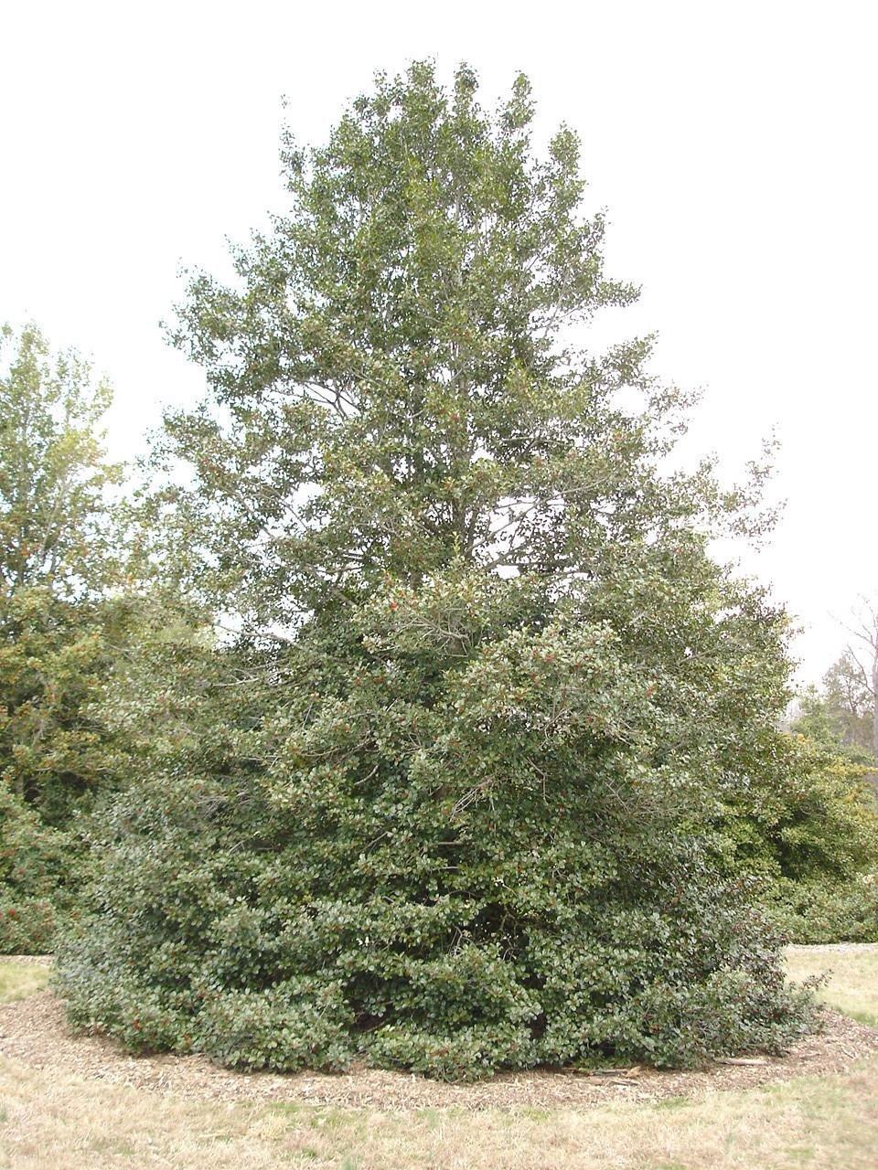 Ilex Opaca Jersey Princess - View 2 from www redcrocus com
