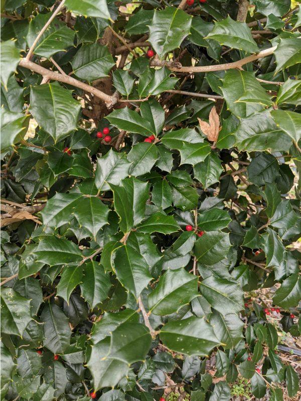 Ilex Opaca Jersey Princess - View 5 from www redcrocus com