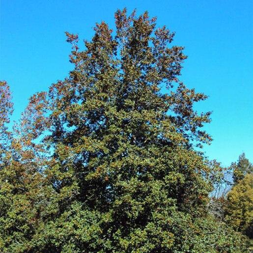 Ilex Opaca Jersey Princess - View 9 from www redcrocus com