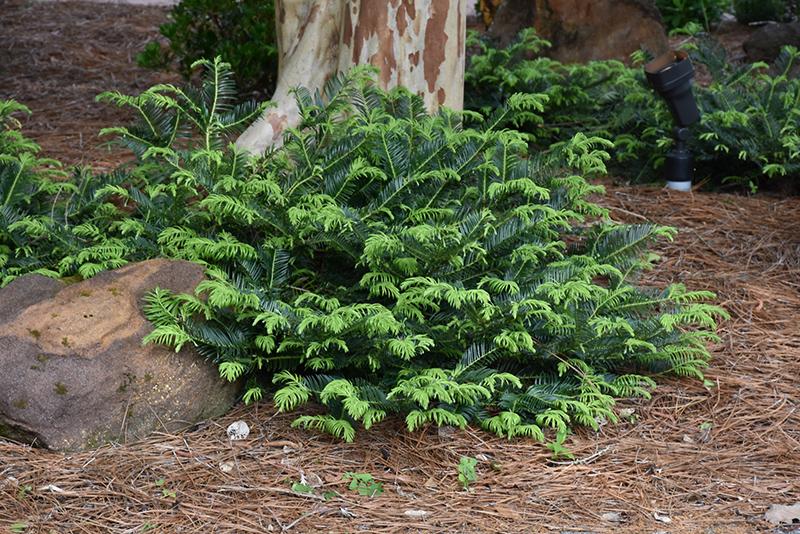 Cephalotaxus Harringtonia Prostrata - View 4 from www redcrocus com