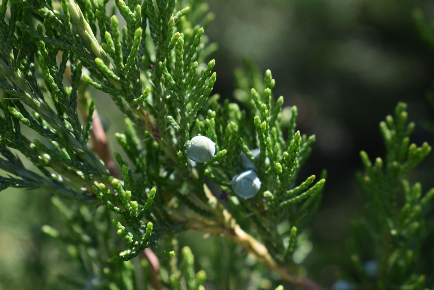 Juniperus Chinensis Sea Green - View 19 from www redcrocus com