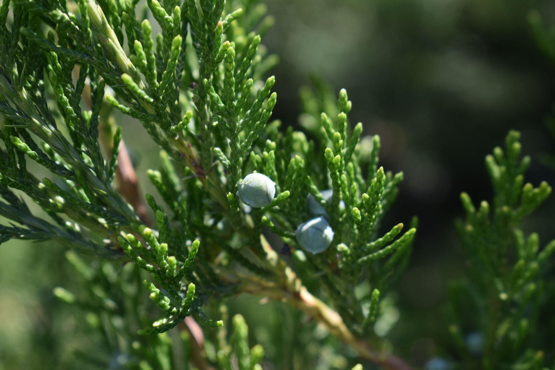 Juniperus Chinensis Sea Green - View 19 from www redcrocus com