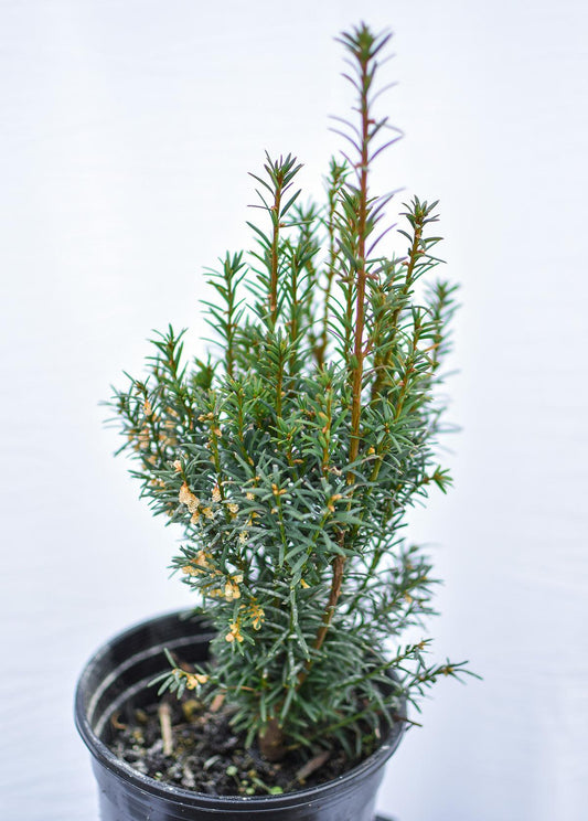 Taxus Media H m  Eddie - View 10 from www redcrocus com