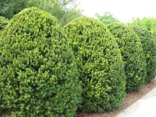Taxus Media H m  Eddie - View 15 from www redcrocus com