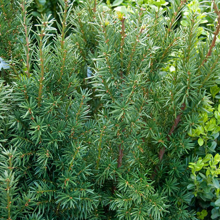 Taxus Media H m  Eddie - View 16 from www redcrocus com