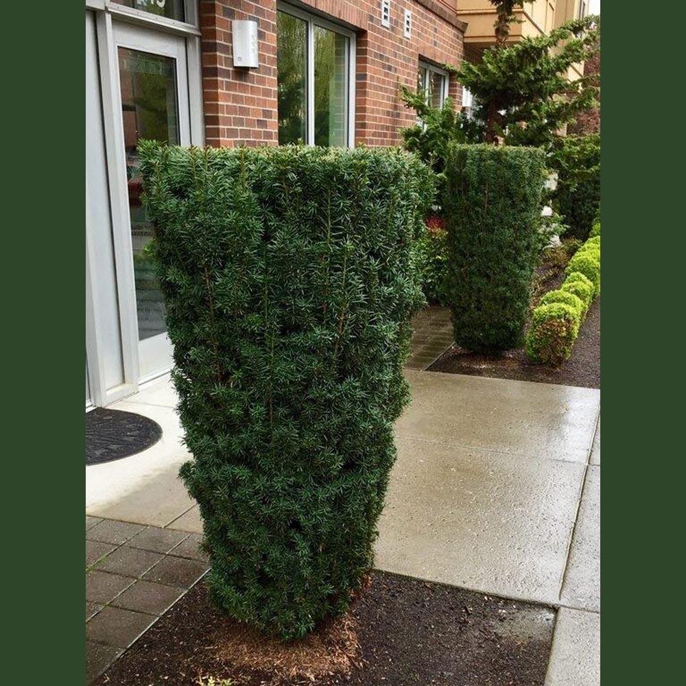 Taxus Media H m  Eddie - View 17 from www redcrocus com