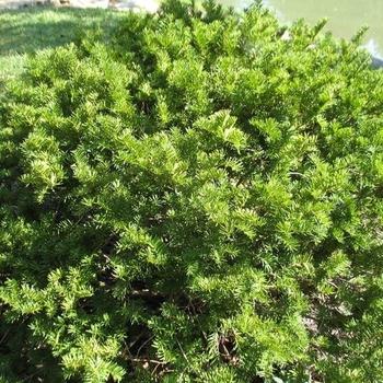 Taxus Media H m  Eddie - View 19 from www redcrocus com